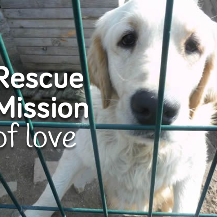 Instabul - Rescue Mission of Love