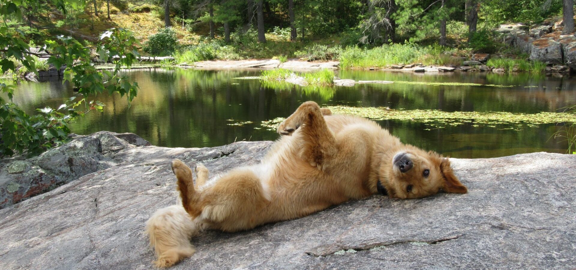 Golden Rescue | Home